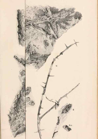 Reproducción/Reproduction 8496821951: Catalogue of the Mesozoic plants in the Department of Geology, British Museum (Natural History). London,Trustees of the B.M.,1894-1915.