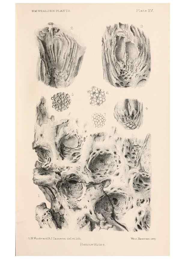 Reproducción/Reproduction 8497925522: Catalogue of the Mesozoic plants in the Department of Geology, British Museum (Natural History). London,Trustees of the B.M.,1894-1915.