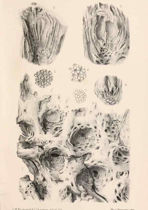Reproducción/Reproduction 8497925522: Catalogue of the Mesozoic plants in the Department of Geology, British Museum (Natural History). London,Trustees of the B.M.,1894-1915.