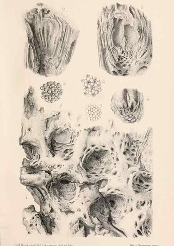 Reproducción/Reproduction 8497925522: Catalogue of the Mesozoic plants in the Department of Geology, British Museum (Natural History). London,Trustees of the B.M.,1894-1915.