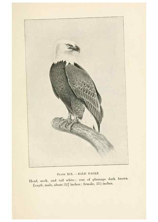 Reproducción/Reproduction 8494399419: Birds of village and field:. Boston,Houghton, Mifflin and company,1898.