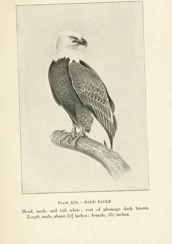 Reproducción/Reproduction 8494399419: Birds of village and field:. Boston,Houghton, Mifflin and company,1898.