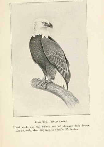 Reproducción/Reproduction 8494399419: Birds of village and field:. Boston,Houghton, Mifflin and company,1898.