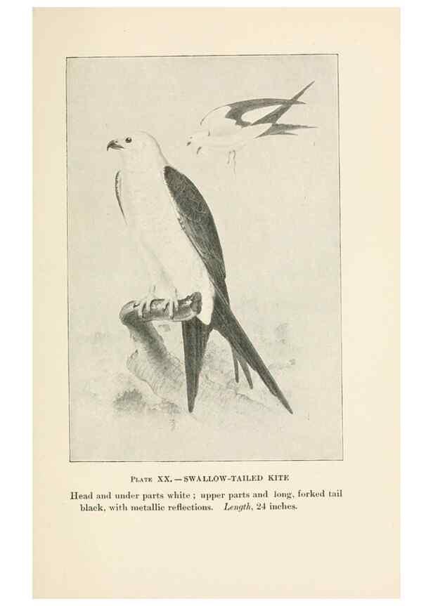 Reproducción/Reproduction 8494399865: Birds of village and field:. Boston,Houghton, Mifflin and company,1898.