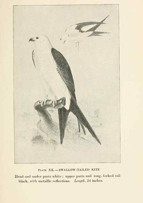Reproducción/Reproduction 8494399865: Birds of village and field:. Boston,Houghton, Mifflin and company,1898.