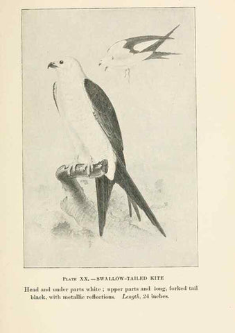 Reproducción/Reproduction 8494399865: Birds of village and field:. Boston,Houghton, Mifflin and company,1898.