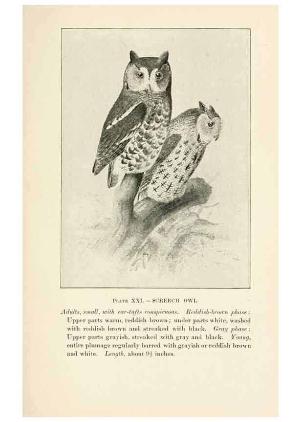Reproducción/Reproduction 8494400503: Birds of village and field:. Boston,Houghton, Mifflin and company,1898.