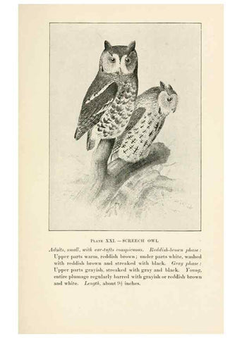 Reproducción/Reproduction 8494400503: Birds of village and field:. Boston,Houghton, Mifflin and company,1898.