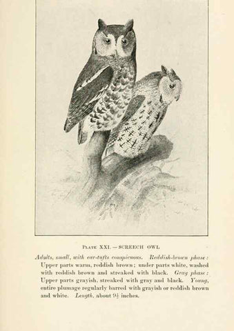 Reproducción/Reproduction 8494400503: Birds of village and field:. Boston,Houghton, Mifflin and company,1898.