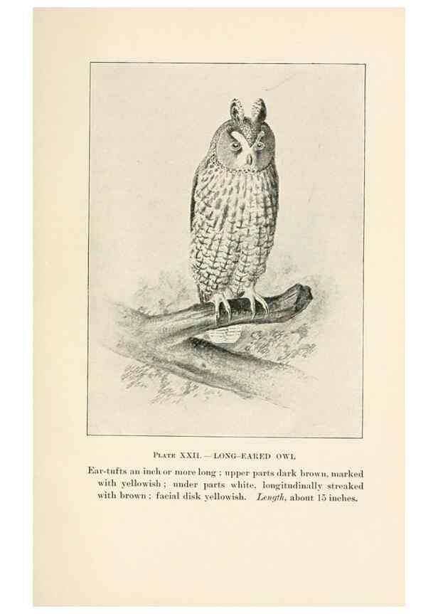 Reproducción/Reproduction 8495502246: Birds of village and field:. Boston,Houghton, Mifflin and company,1898.