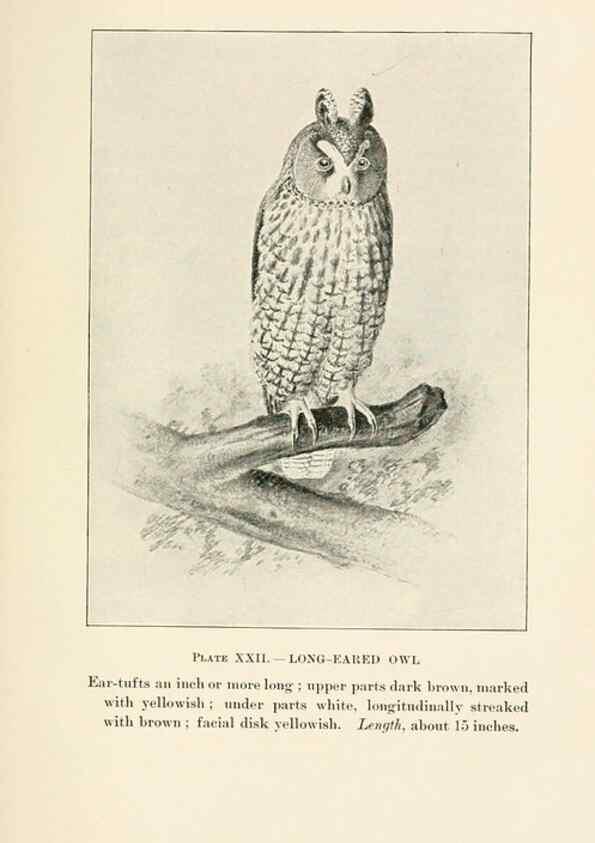 Reproducción/Reproduction 8495502246: Birds of village and field:. Boston,Houghton, Mifflin and company,1898.