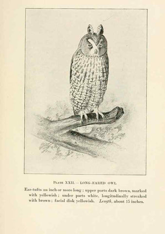 Reproducción/Reproduction 8495502246: Birds of village and field:. Boston,Houghton, Mifflin and company,1898.