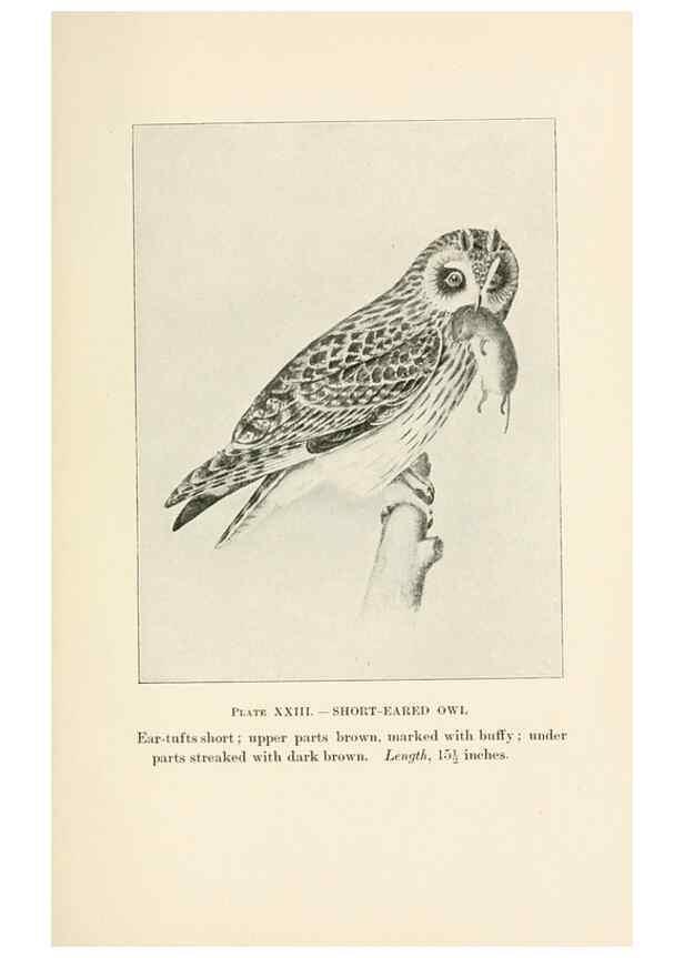 Reproducción/Reproduction 8495502696: Birds of village and field:. Boston,Houghton, Mifflin and company,1898.