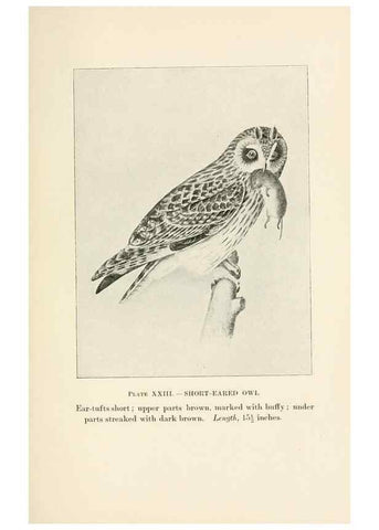 Reproducción/Reproduction 8495502696: Birds of village and field:. Boston,Houghton, Mifflin and company,1898.