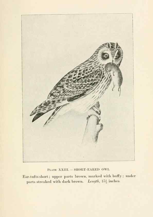 Reproducción/Reproduction 8495502696: Birds of village and field:. Boston,Houghton, Mifflin and company,1898.