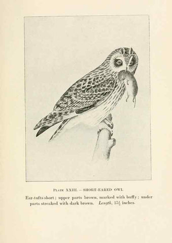 Reproducción/Reproduction 8495502696: Birds of village and field:. Boston,Houghton, Mifflin and company,1898.