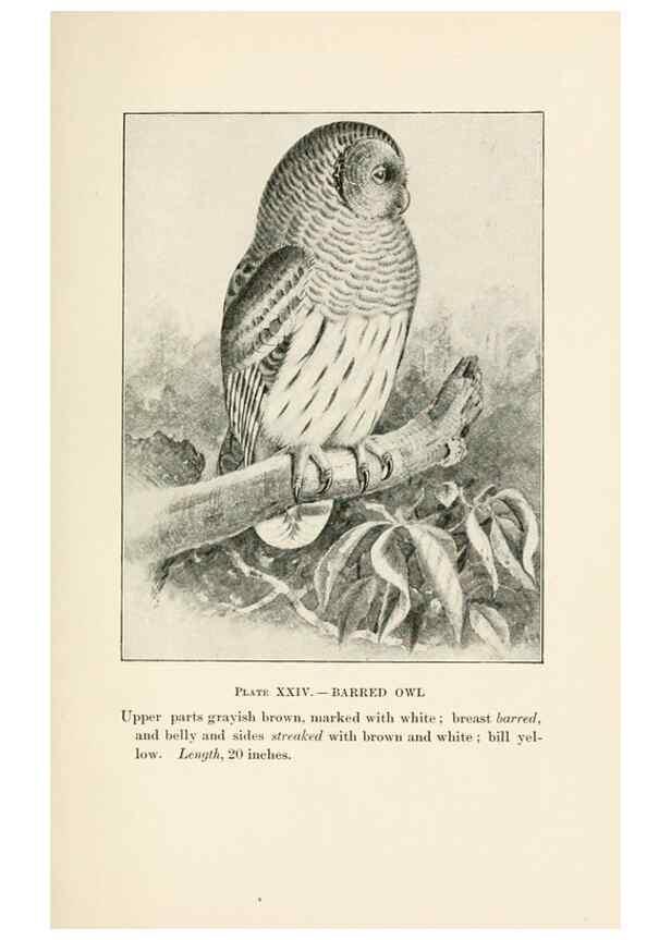 Reproducción/Reproduction 8495503254: Birds of village and field:. Boston,Houghton, Mifflin and company,1898.