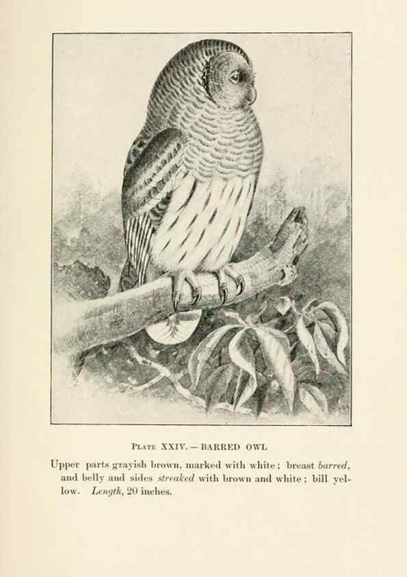 Reproducción/Reproduction 8495503254: Birds of village and field:. Boston,Houghton, Mifflin and company,1898.