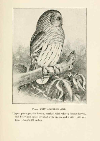 Reproducción/Reproduction 8495503254: Birds of village and field:. Boston,Houghton, Mifflin and company,1898.