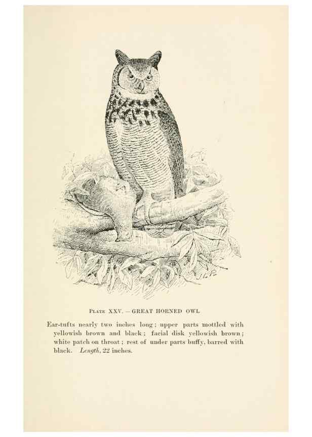 Reproducción/Reproduction 8495503752: Birds of village and field:. Boston,Houghton, Mifflin and company,1898.