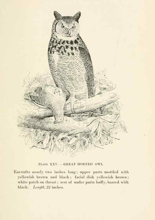 Reproducción/Reproduction 8495503752: Birds of village and field:. Boston,Houghton, Mifflin and company,1898.