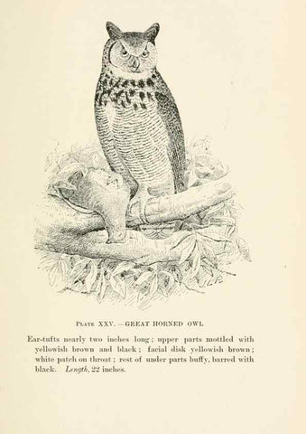 Reproducción/Reproduction 8495503752: Birds of village and field:. Boston,Houghton, Mifflin and company,1898.