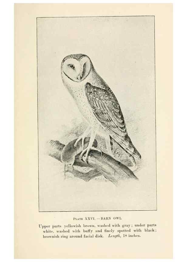 Reproducción/Reproduction 8495504492: Birds of village and field:. Boston,Houghton, Mifflin and company,1898.