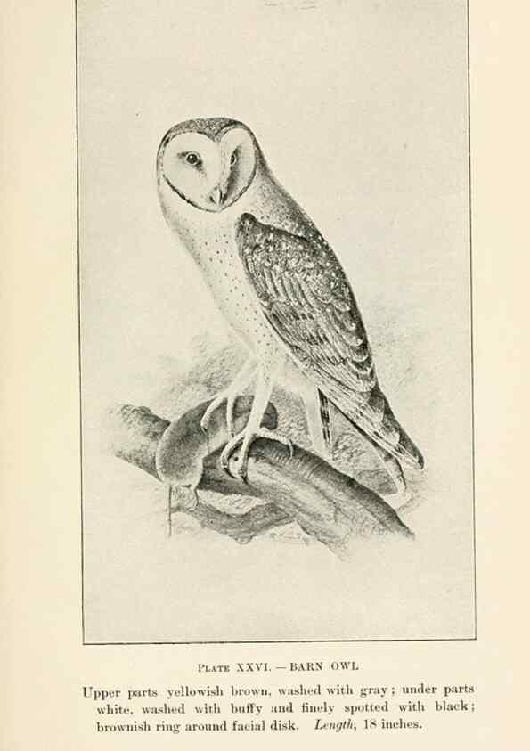 Reproducción/Reproduction 8495504492: Birds of village and field:. Boston,Houghton, Mifflin and company,1898.