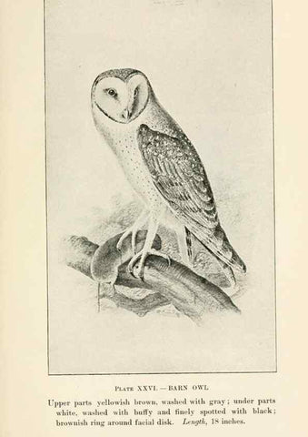 Reproducción/Reproduction 8495504492: Birds of village and field:. Boston,Houghton, Mifflin and company,1898.