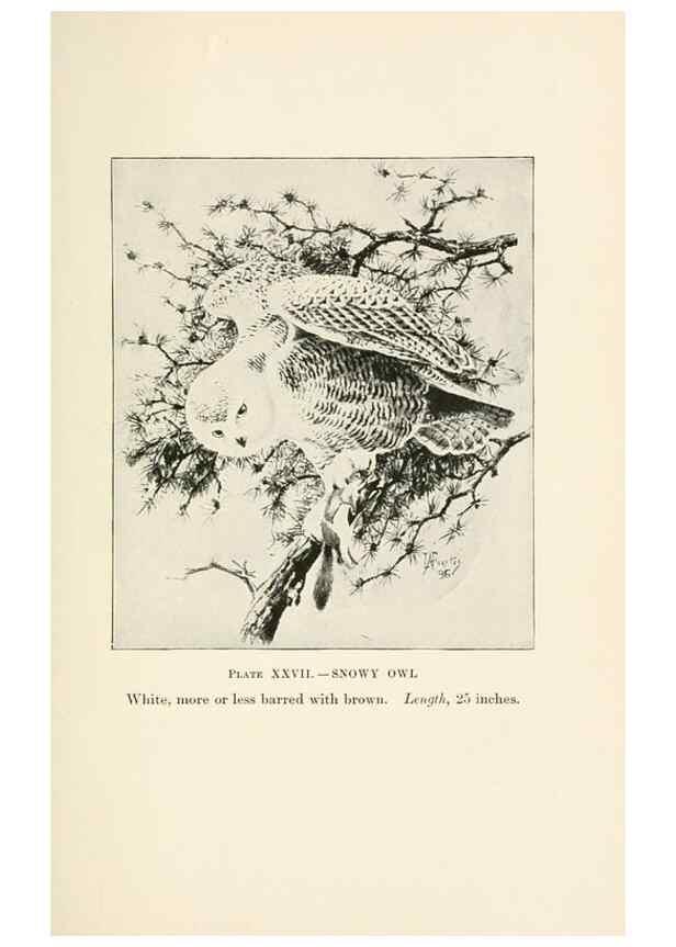 Reproducción/Reproduction 8494404007: Birds of village and field:. Boston,Houghton, Mifflin and company,1898.