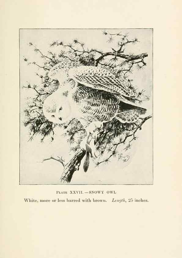 Reproducción/Reproduction 8494404007: Birds of village and field:. Boston,Houghton, Mifflin and company,1898.