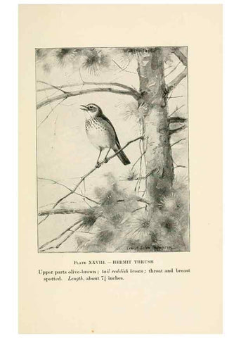 Reproducción/Reproduction 8494404811: Birds of village and field:. Boston,Houghton, Mifflin and company,1898.