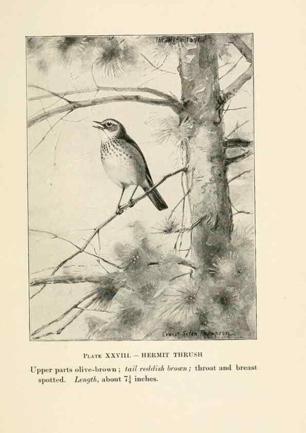 Reproducción/Reproduction 8494404811: Birds of village and field:. Boston,Houghton, Mifflin and company,1898.
