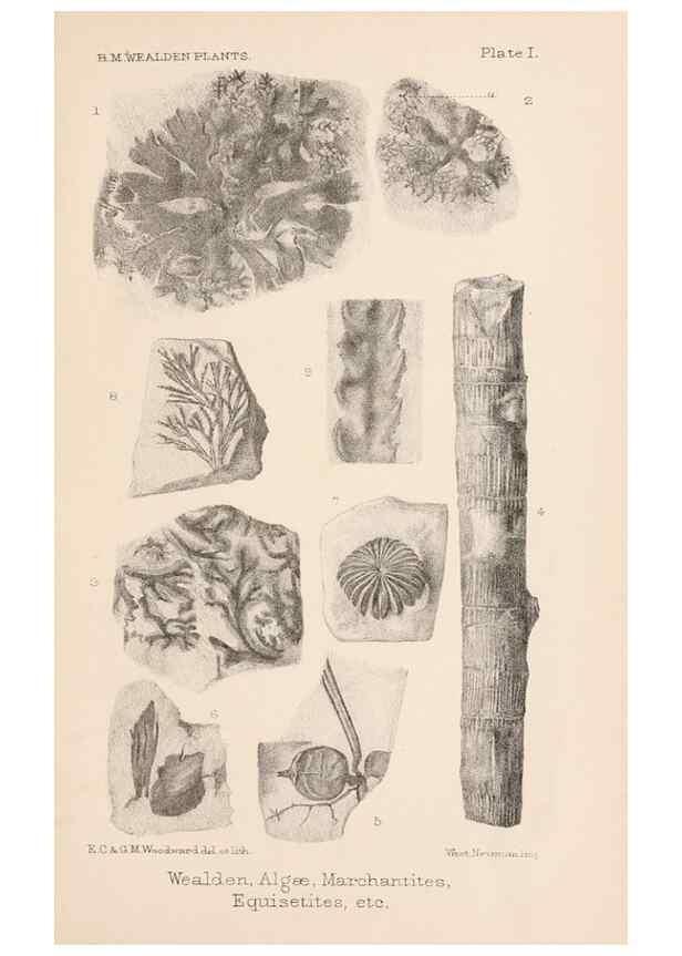 Reproducción/Reproduction 8495564248: Catalogue of the Mesozoic plants in the Department of Geology, British Museum (Natural History). London,Trustees of the B.M.,1894-1915.