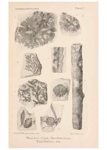 Reproducción/Reproduction 8495564248: Catalogue of the Mesozoic plants in the Department of Geology, British Museum (Natural History). London,Trustees of the B.M.,1894-1915.