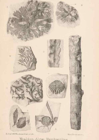 Reproducción/Reproduction 8495564248: Catalogue of the Mesozoic plants in the Department of Geology, British Museum (Natural History). London,Trustees of the B.M.,1894-1915.