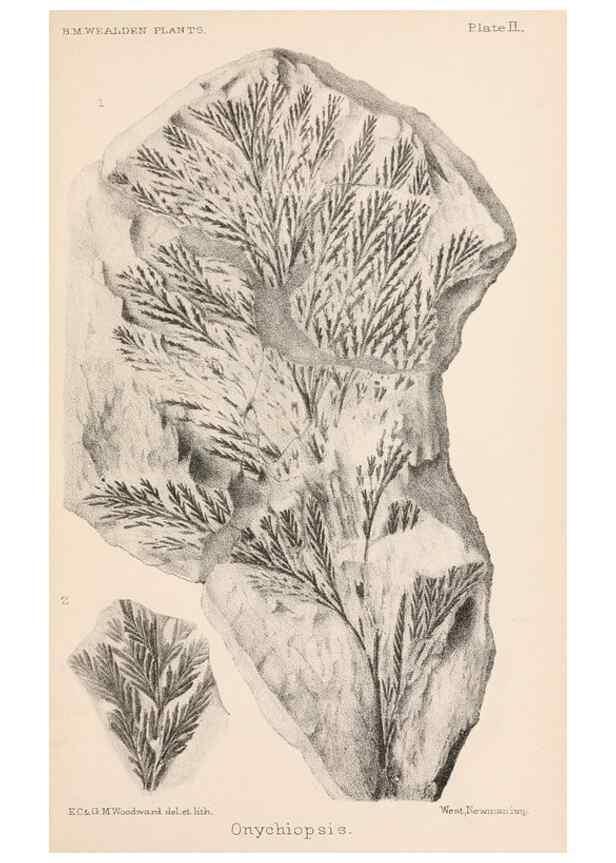Reproducción/Reproduction 8495564934: Catalogue of the Mesozoic plants in the Department of Geology, British Museum (Natural History). London,Trustees of the B.M.,1894-1915.