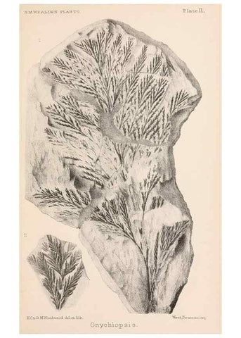 Reproducción/Reproduction 8495564934: Catalogue of the Mesozoic plants in the Department of Geology, British Museum (Natural History). London,Trustees of the B.M.,1894-1915.