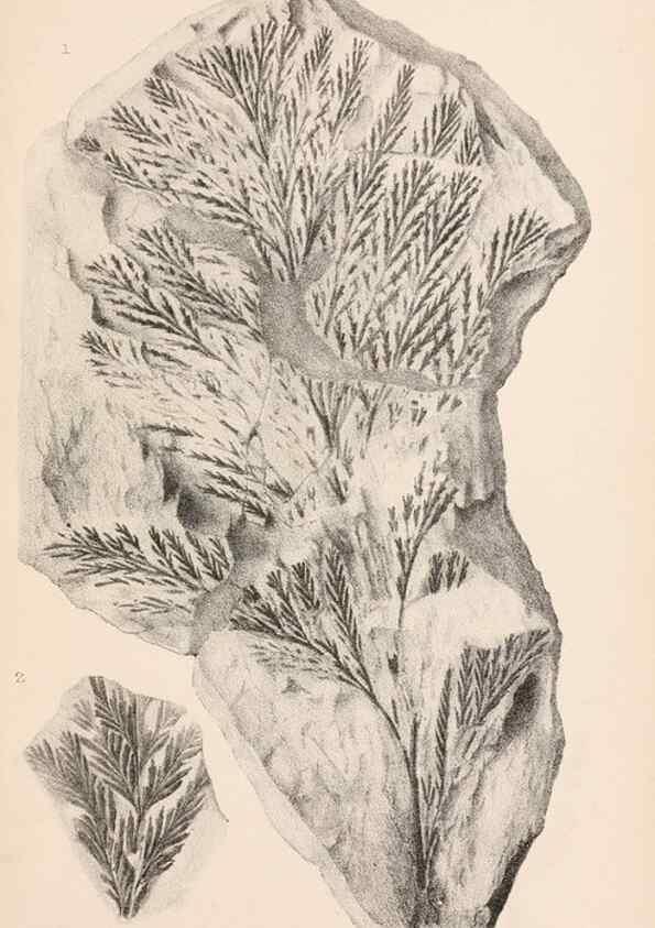 Reproducción/Reproduction 8495564934: Catalogue of the Mesozoic plants in the Department of Geology, British Museum (Natural History). London,Trustees of the B.M.,1894-1915.