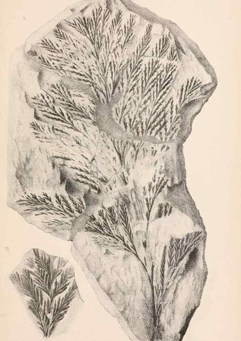 Reproducción/Reproduction 8495564934: Catalogue of the Mesozoic plants in the Department of Geology, British Museum (Natural History). London,Trustees of the B.M.,1894-1915.