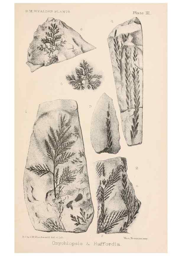Reproducción/Reproduction 8494465307: Catalogue of the Mesozoic plants in the Department of Geology, British Museum (Natural History). London,Trustees of the B.M.,1894-1915.