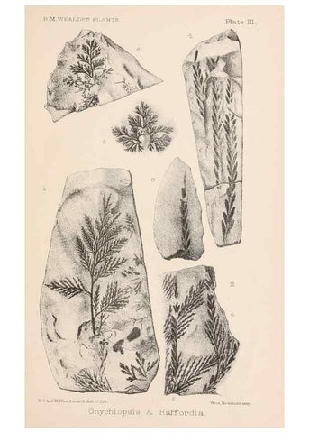 Reproducción/Reproduction 8494465307: Catalogue of the Mesozoic plants in the Department of Geology, British Museum (Natural History). London,Trustees of the B.M.,1894-1915.