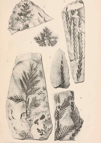 Reproducción/Reproduction 8494465307: Catalogue of the Mesozoic plants in the Department of Geology, British Museum (Natural History). London,Trustees of the B.M.,1894-1915.