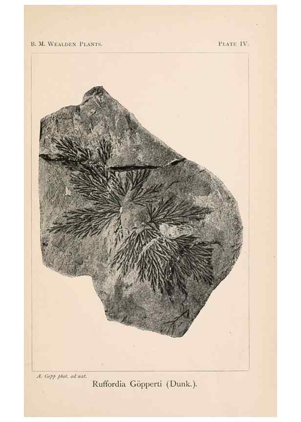 Reproducción/Reproduction 8495566420: Catalogue of the Mesozoic plants in the Department of Geology, British Museum (Natural History). London,Trustees of the B.M.,1894-1915.