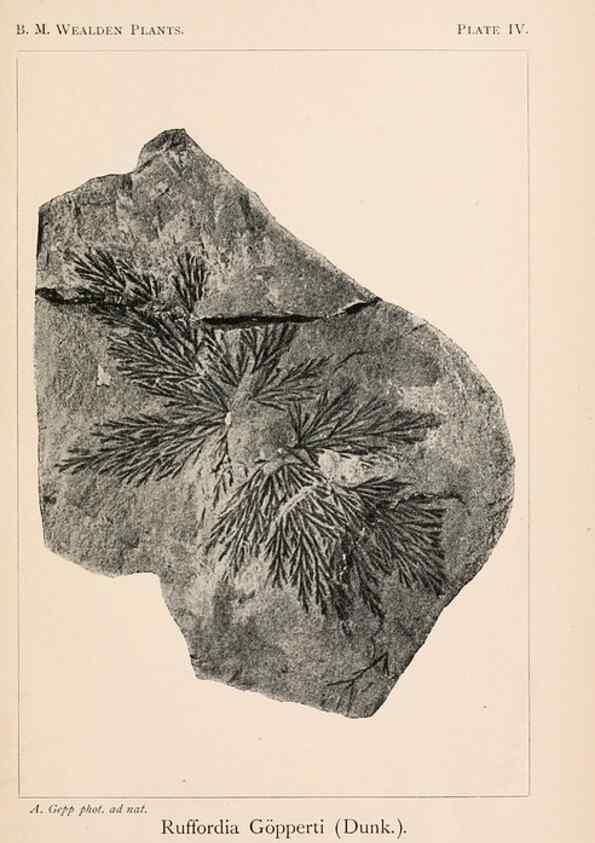 Reproducción/Reproduction 8495566420: Catalogue of the Mesozoic plants in the Department of Geology, British Museum (Natural History). London,Trustees of the B.M.,1894-1915.