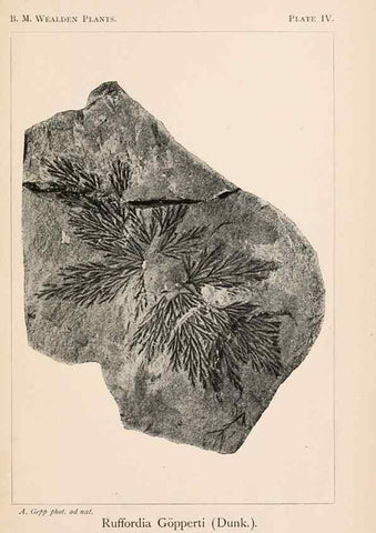 Reproducción/Reproduction 8495566420: Catalogue of the Mesozoic plants in the Department of Geology, British Museum (Natural History). London,Trustees of the B.M.,1894-1915.