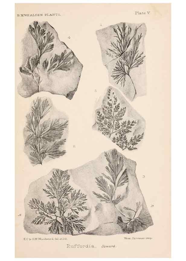 Reproducción/Reproduction 8494468301: Catalogue of the Mesozoic plants in the Department of Geology, British Museum (Natural History). London,Trustees of the B.M.,1894-1915.