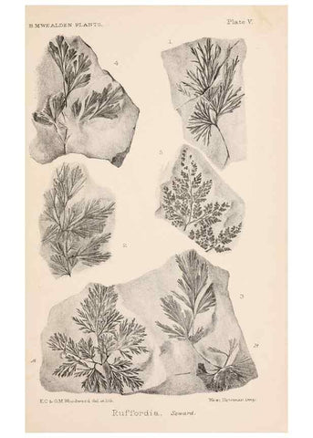 Reproducción/Reproduction 8494468301: Catalogue of the Mesozoic plants in the Department of Geology, British Museum (Natural History). London,Trustees of the B.M.,1894-1915.