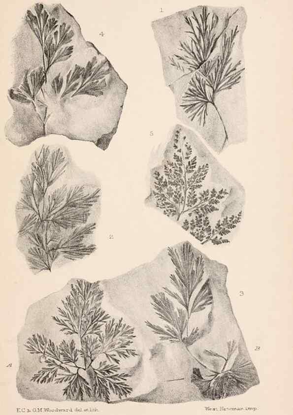 Reproducción/Reproduction 8494468301: Catalogue of the Mesozoic plants in the Department of Geology, British Museum (Natural History). London,Trustees of the B.M.,1894-1915.