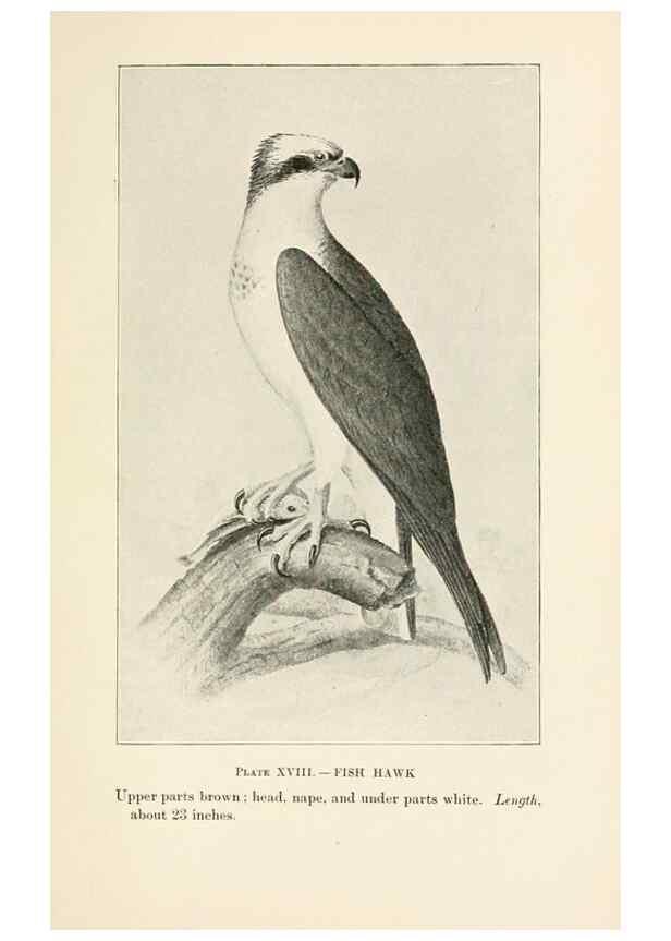 Reproducción/Reproduction 8494399003: Birds of village and field:. Boston,Houghton, Mifflin and company,1898.